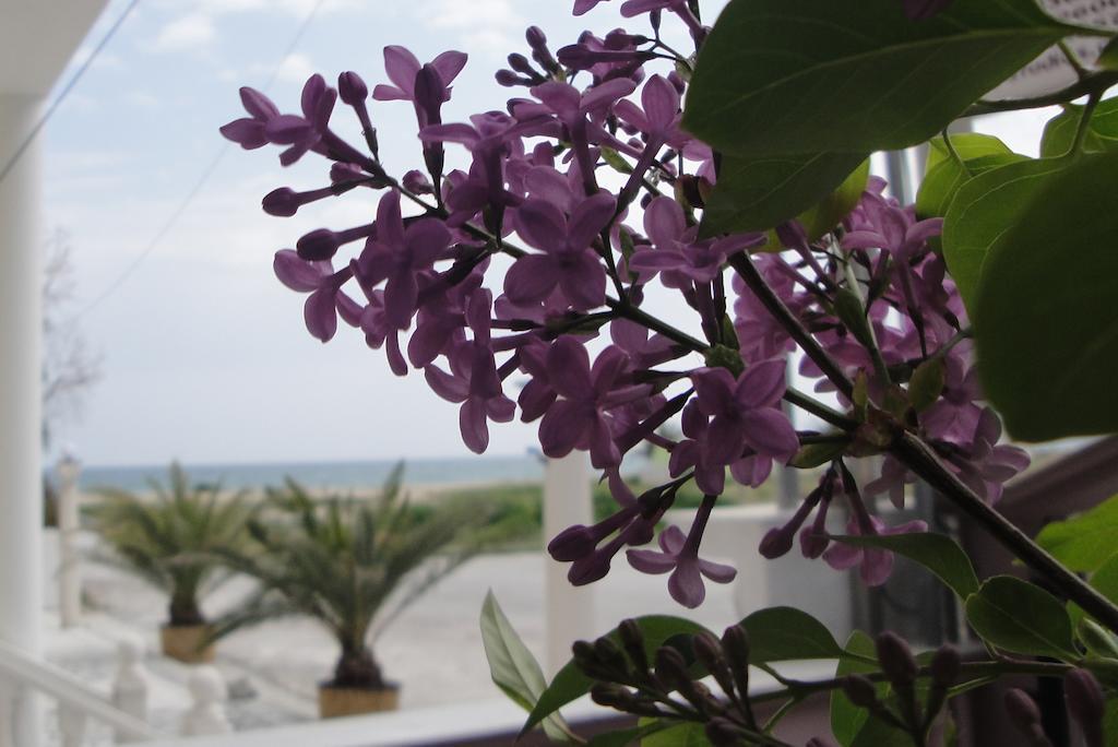 Amaryllis Apartment Asprovalta